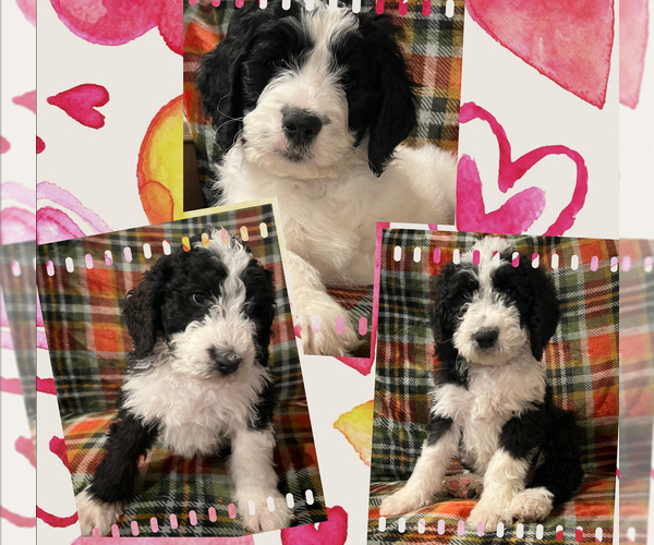 Medium Photo #1 Bernedoodle Puppy For Sale in DAYTON, NV, USA