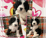 Small Photo #1 Bernedoodle Puppy For Sale in DAYTON, NV, USA
