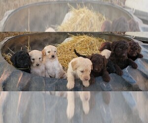 Goldendoodle Litter for sale in MEMPHIS, MO, USA
