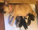 Small Photo #1 French Bulldog Puppy For Sale in RUSKIN, FL, USA
