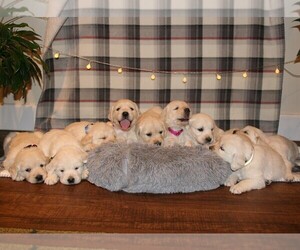 English Cream Golden Retriever Litter for sale in BARNETT, MO, USA