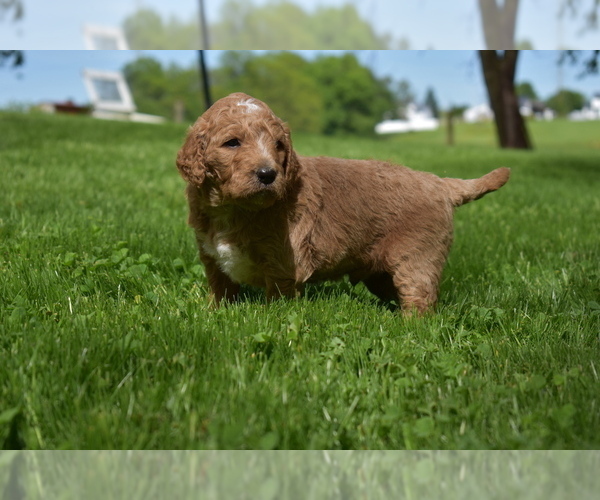 Medium Photo #1 Goldendoodle Puppy For Sale in MILLERSBURG, OH, USA