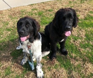 Newfoundland Litter for sale in WILDOMAR, CA, USA