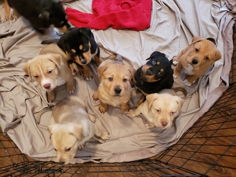Medium Photo #1 German Shepherd Dog-Siberian Husky Mix Puppy For Sale in GRAPE CREEK, TX, USA