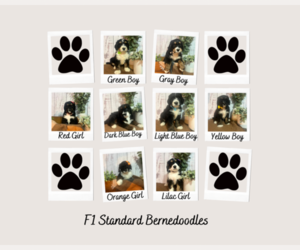 Bernedoodle Litter for sale in GLENMOORE, PA, USA