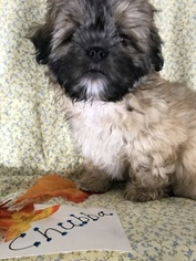 Shih Tzu Litter for sale in HOWARD, OH, USA