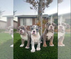 Olde English Bulldogge Litter for sale in SACRAMENTO, CA, USA