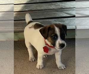 Jack Russell Terrier Litter for sale in FREEMAN, MO, USA