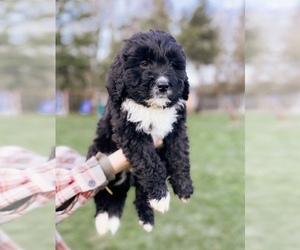 Bernedoodle Litter for sale in OLYMPIA, WA, USA