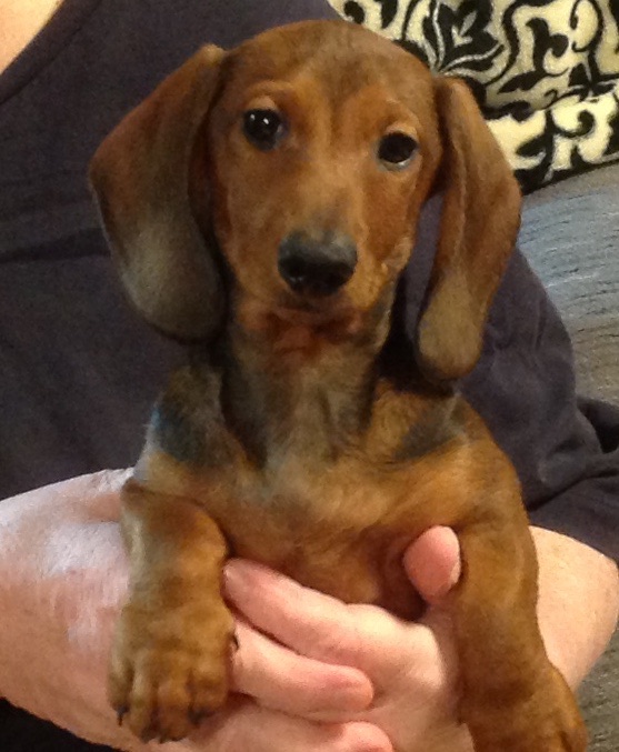 Medium Photo #1 Dachshund Puppy For Sale in MOBILE, AL, USA