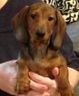 Small Photo #1 Dachshund Puppy For Sale in MOBILE, AL, USA