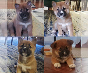 Shiba Inu Litter for sale in GERMANTOWN, MD, USA