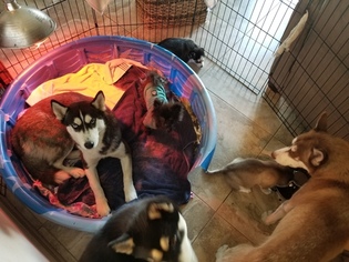 Pomsky Litter for sale in WEIR, TX, USA