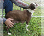 Small Photo #1 Boston Terrier Puppy For Sale in CRKD RVR RNCH, OR, USA