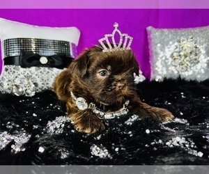 Shih Tzu Litter for sale in HAYWARD, CA, USA
