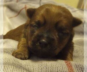 Yorkshire Terrier Litter for sale in MADISONVILLE, TN, USA