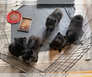Chow Chow Litter for sale in EDMONDS, WA, USA