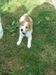 Small Photo #1 Shetland Sheepdog Puppy For Sale in FAIRVIEW, TN, USA