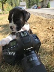 Boxer Litter for sale in BELLINGHAM, WA, USA