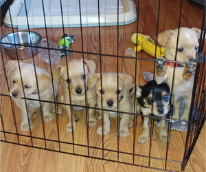 Chorkie Litter for sale in PINNACLE, NC, USA
