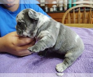 French Bulldog Litter for sale in WEST LIBERTY, OH, USA