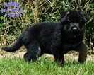 Small Photo #1 German Shepherd Dog Puppy For Sale in MURRIETA, CA, USA
