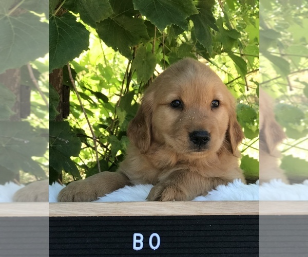 Medium Photo #1 Golden Retriever Puppy For Sale in BATTLE GROUND, WA, USA