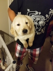 Golden Retriever Litter for sale in COLLEGE STATION, TX, USA