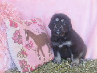 Medium Tibetan Mastiff