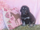 Small Tibetan Mastiff