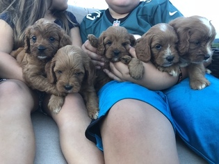 Cavapoo Litter for sale in GAP, PA, USA