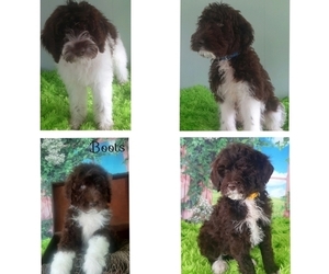 Aussiedoodle-Poodle (Standard) Mix Litter for sale in ASHLAND, OH, USA