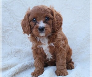 Cavapoo Litter for sale in BEACH CITY, OH, USA