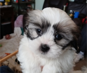 ShihPoo Litter for sale in GLOUSTER, OH, USA