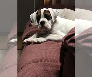 Boxer Litter for sale in CORNING, NY, USA