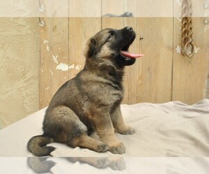 German Shepherd Dog Litter for sale in ZANESVILLE, OH, USA