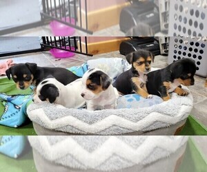 Chihuahua-Morkie Mix Litter for sale in FRAZEE, MN, USA