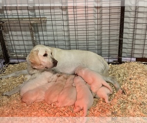Labrador Retriever Litter for sale in MOYERS, OK, USA