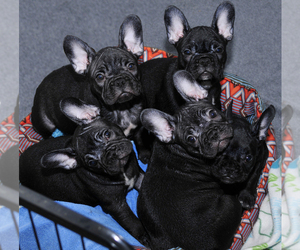 French Bulldog Litter for sale in LEXINGTON, KY, USA