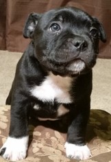 Staffordshire Bull Terrier Litter for sale in GRANTS PASS, OR, USA