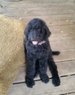 Small Photo #1 Poodle (Standard) Puppy For Sale in FAYETTEVILLE, TX, USA