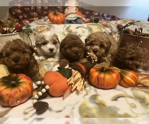 Poodle (Toy) Litter for sale in SPRINGFIELD, TN, USA