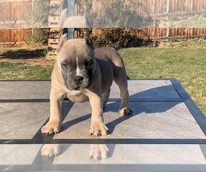 American Bully Litter for sale in EAST WENATCHEE, WA, USA