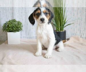 Medium Beagle-Yorkshire Terrier Mix