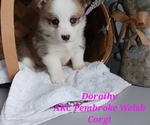 Small Pembroke Welsh Corgi