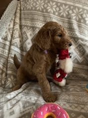 Goldendoodle Litter for sale in MIDLOTHIAN, TX, USA