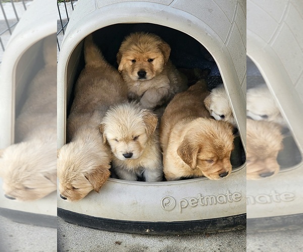 Medium Photo #1 Golden Retriever Puppy For Sale in TULARE, CA, USA