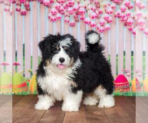 Miniature Bernedoodle Litter for sale in GREENWD, IN, USA