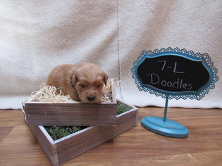 Goldendoodle Litter for sale in SHINGLE SPRINGS, CA, USA