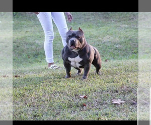 American Bully Litter for sale in GREENSBORO, NC, USA